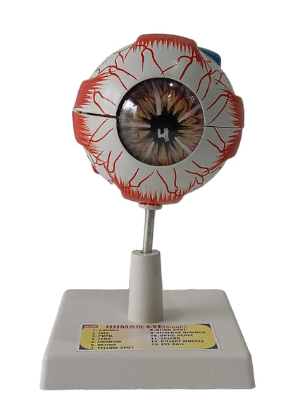 Human Eye 7 Parts On Stand (Small)