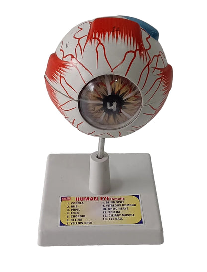 Human Eye 7 Parts On Stand (Small)
