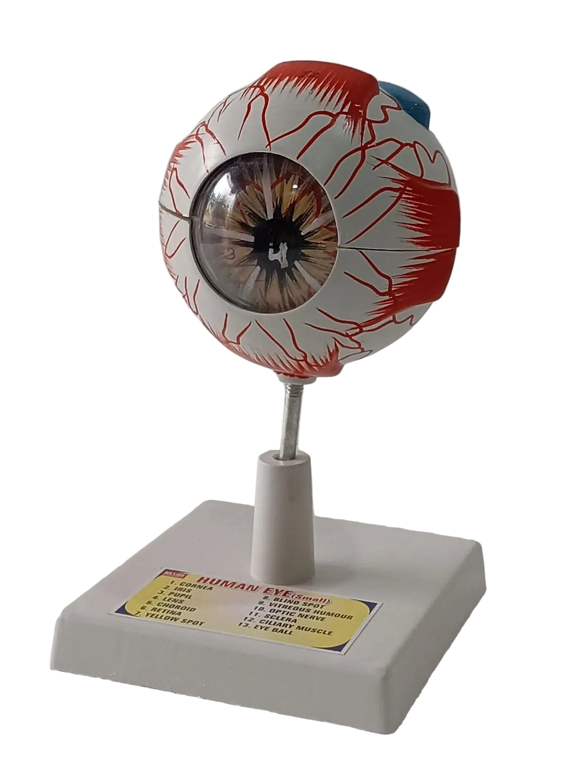 Human Eye 7 Parts On Stand (Small)