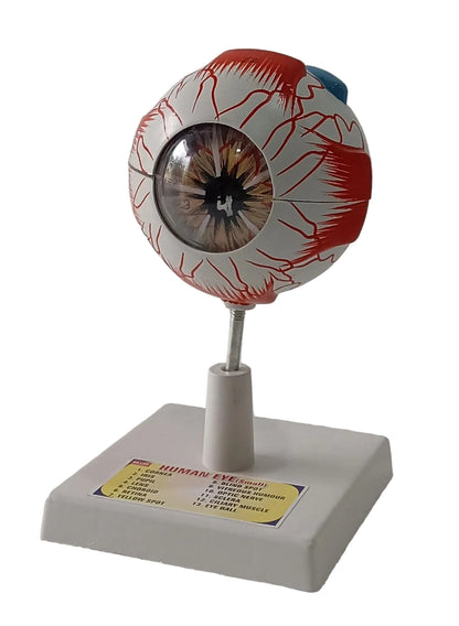 Human Eye 7 Parts On Stand (Small)