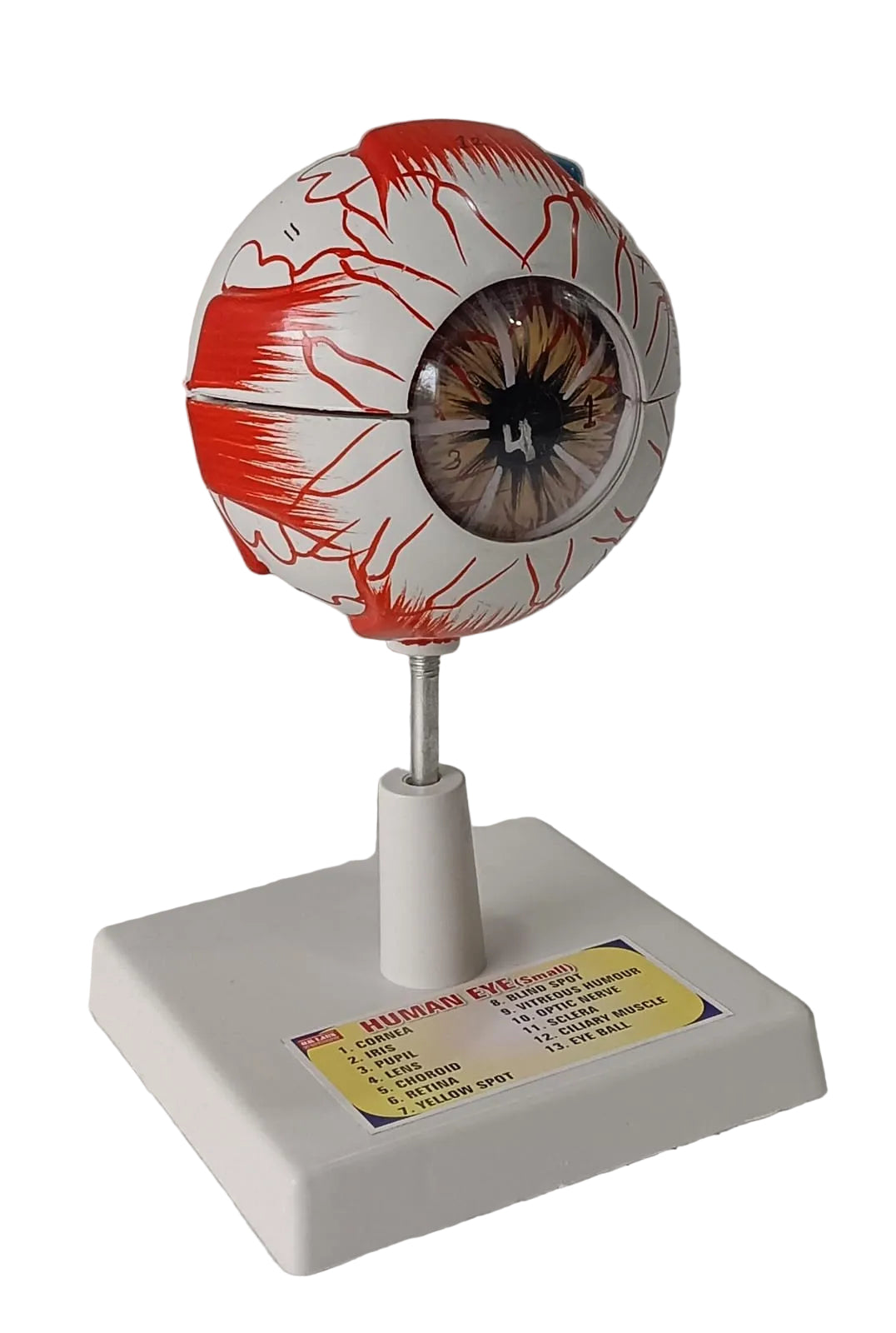 Human Eye 7 Parts On Stand (Small)