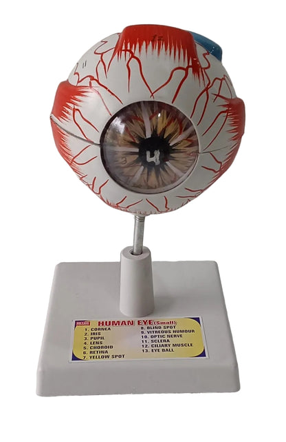 Human Eye 7 Parts On Stand (Small)