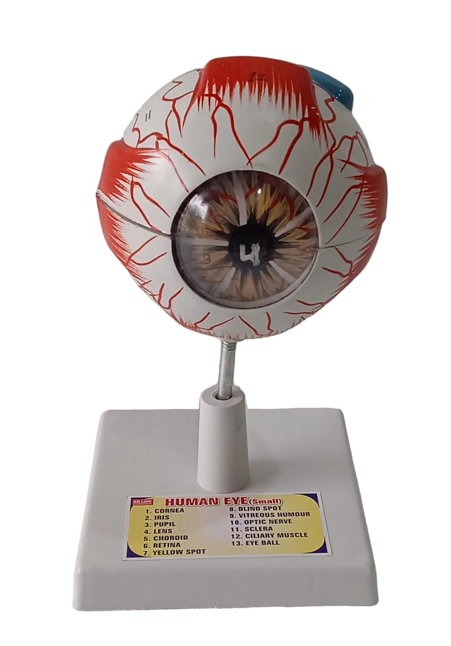 Human Eye 7 Parts On Stand (Small)