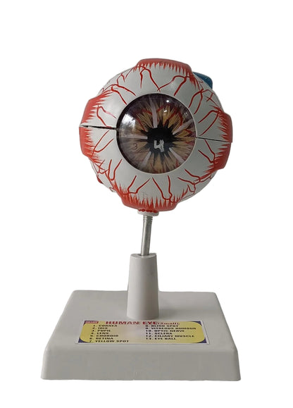 Human Eye 7 Parts On Stand (Small)