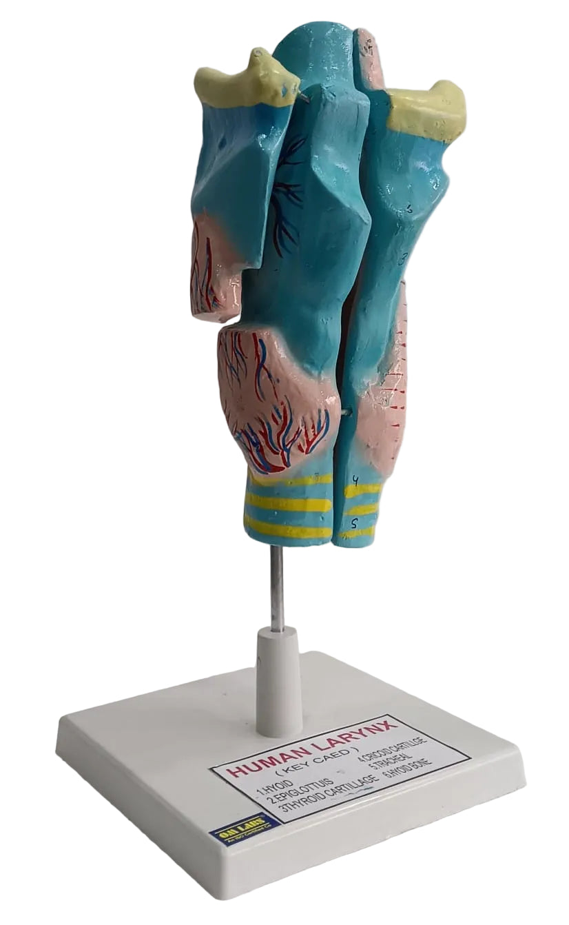 Human Larynx Model