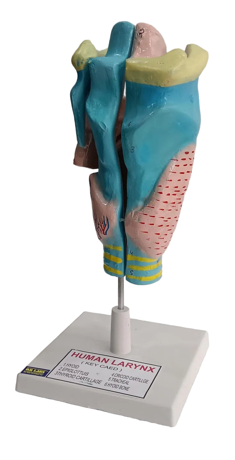 Human Larynx Model
