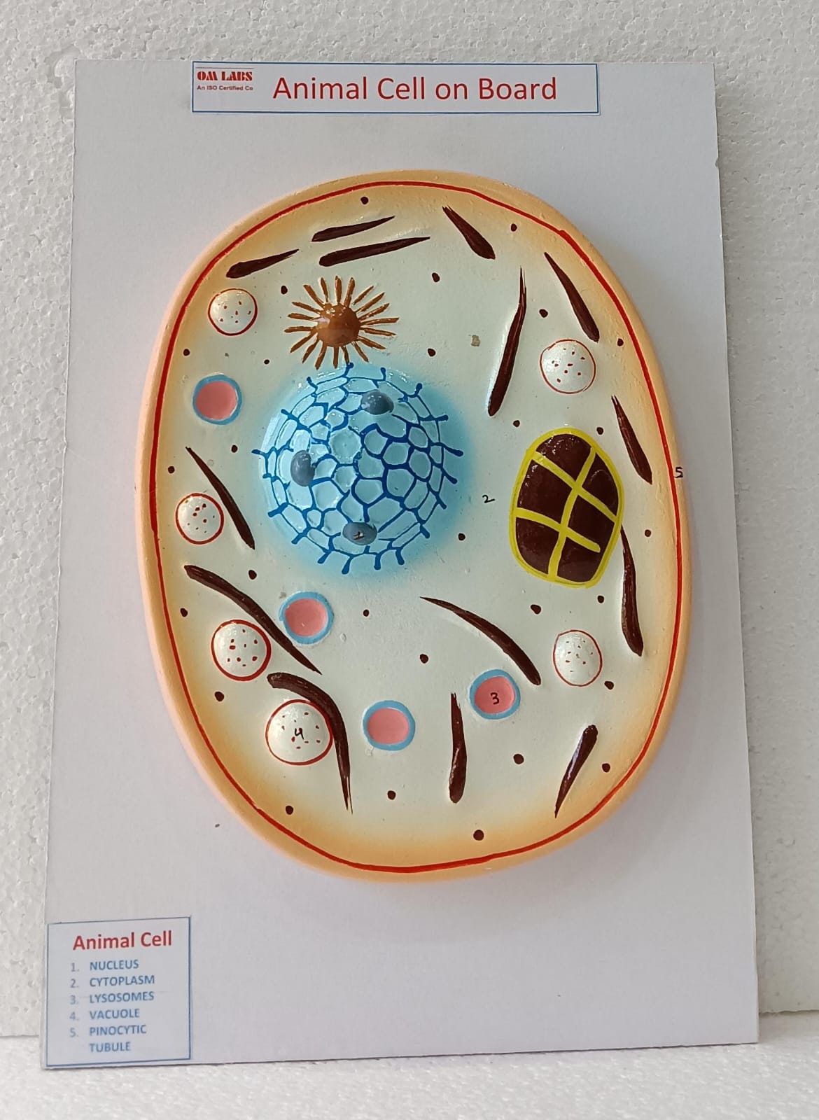 Animal Cell on Board Model ( 14" X 9.5")