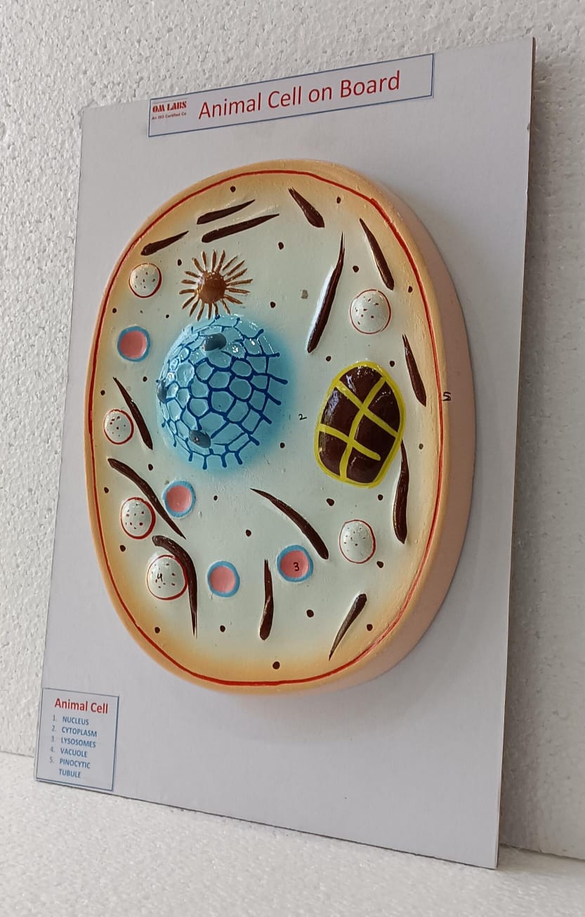 Animal Cell on Board Model ( 14" X 9.5")