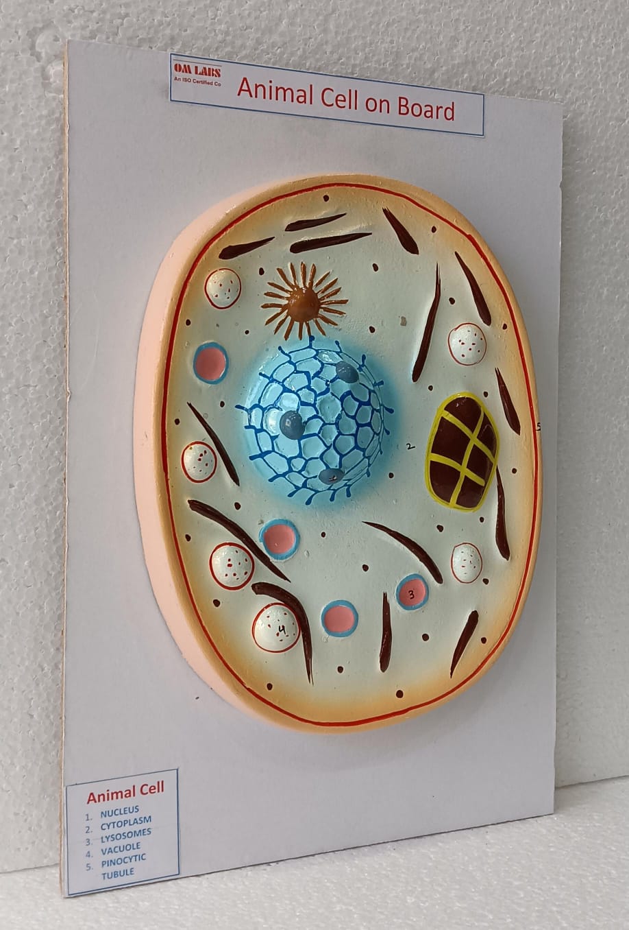 Animal Cell on Board Model ( 14" X 9.5")