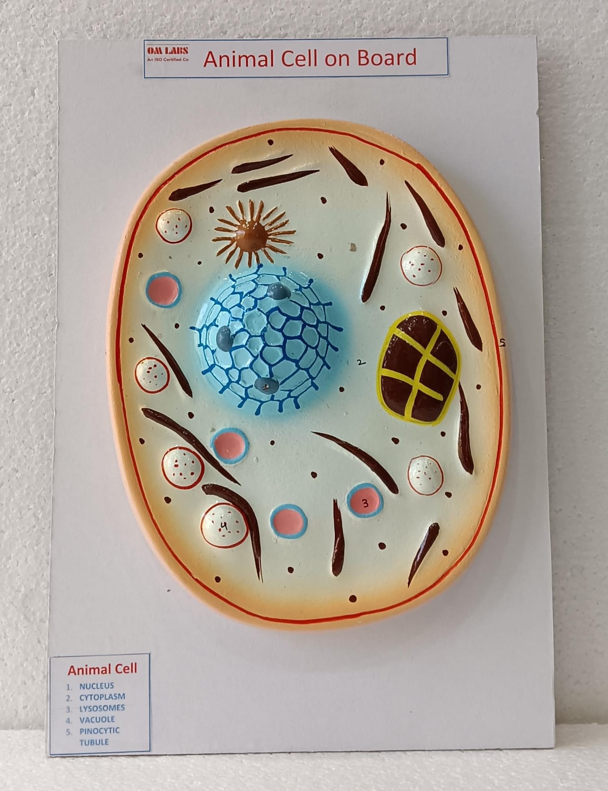Animal Cell on Board Model ( 14" X 9.5")