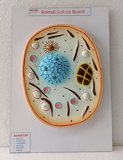 Animal Cell on Board Model ( 14" X 9.5")