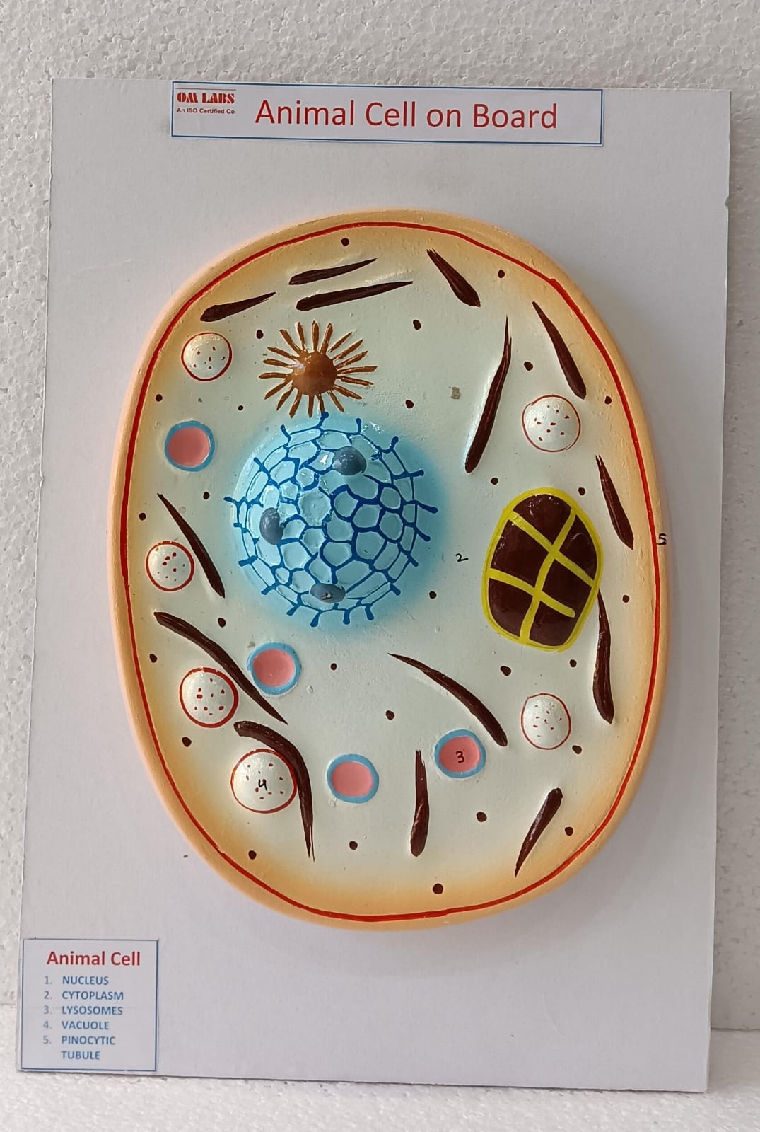 Animal Cell on Board Model ( 14" X 9.5")
