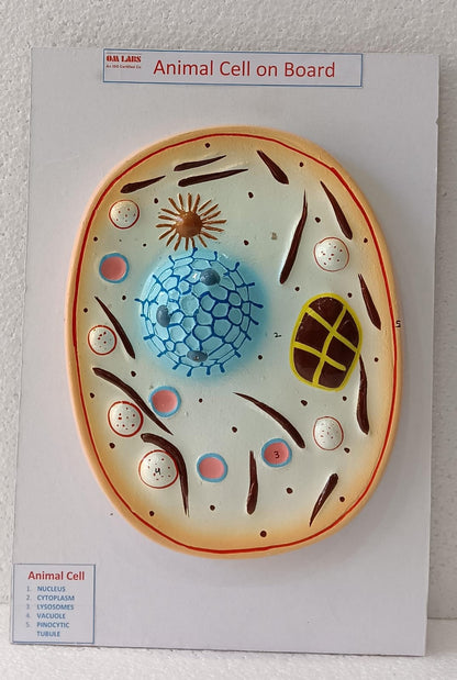 Animal Cell on Board Model ( 14" X 9.5")