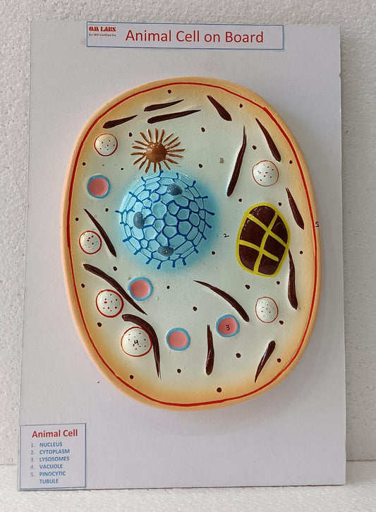Animal Cell on Board Model ( 14" X 9.5")