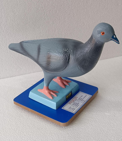 Pigeon model
