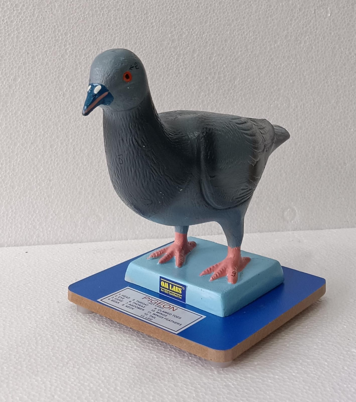Pigeon model