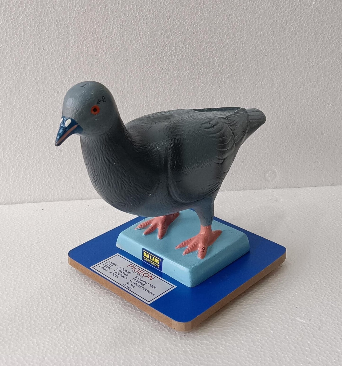 Pigeon model