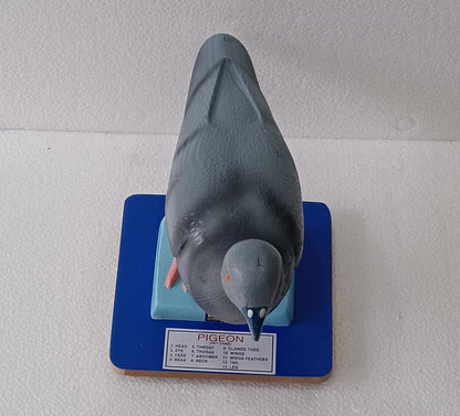 Pigeon model