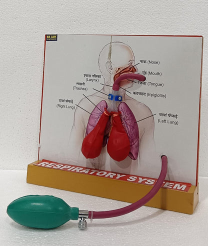 Human Lungs for Respiratory System Model