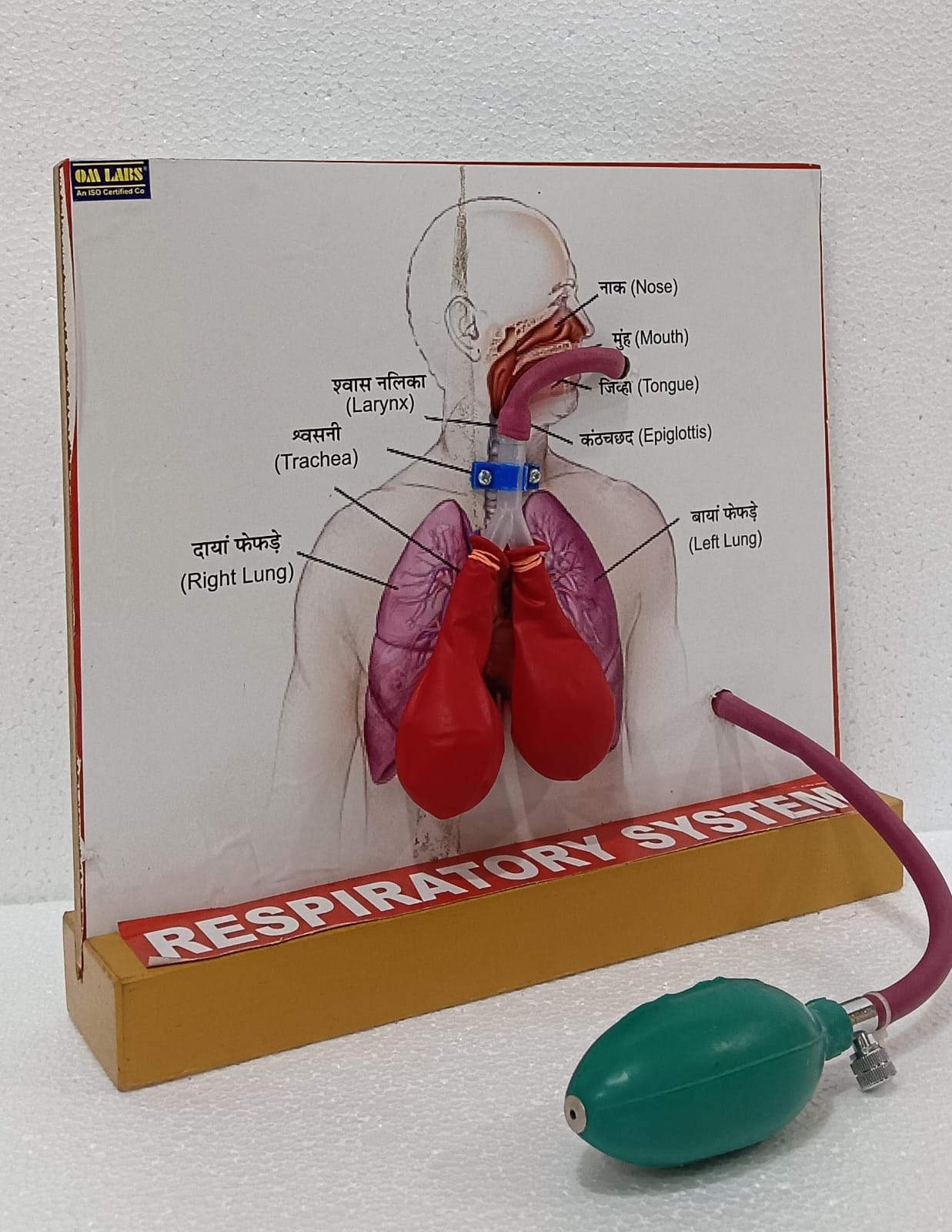 Human Lungs for Respiratory System Model