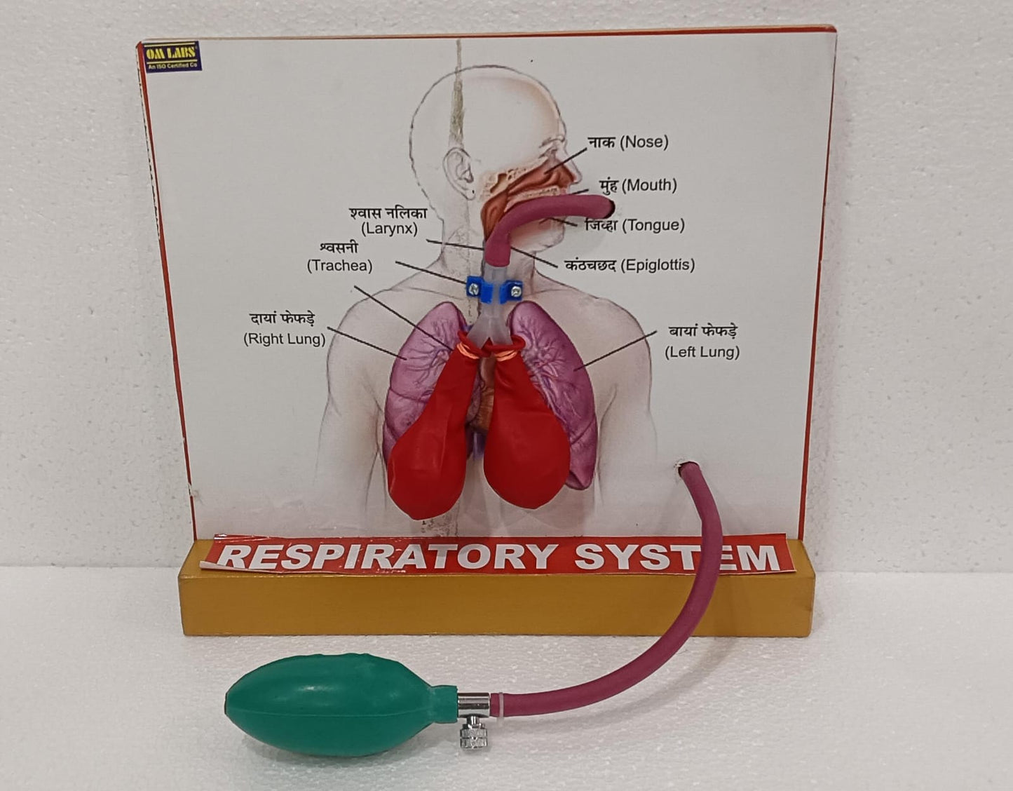 Human Lungs for Respiratory System Model