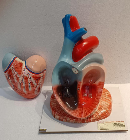 Human Heart Jumbo Model