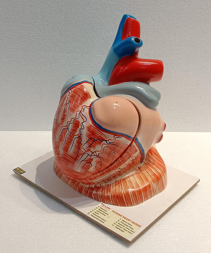 Human Heart Jumbo Model