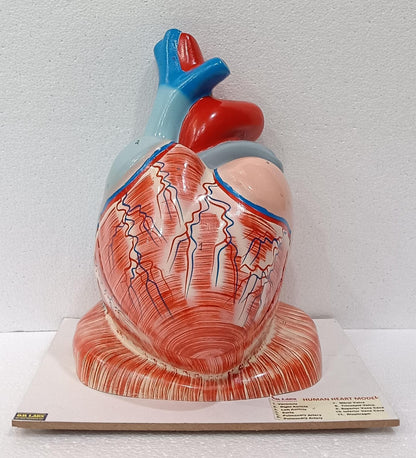 Human Heart Jumbo Model