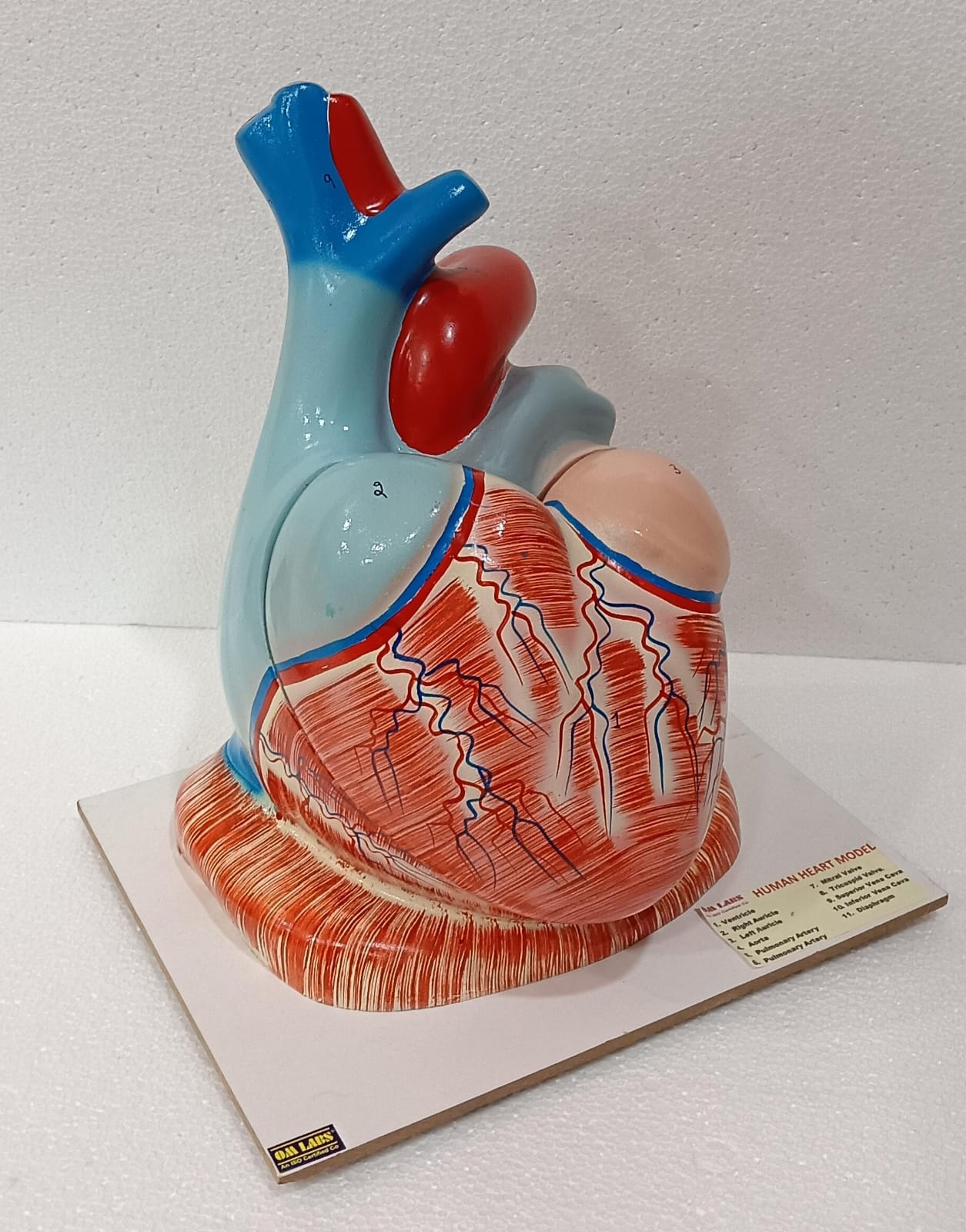 Human Heart Jumbo Model