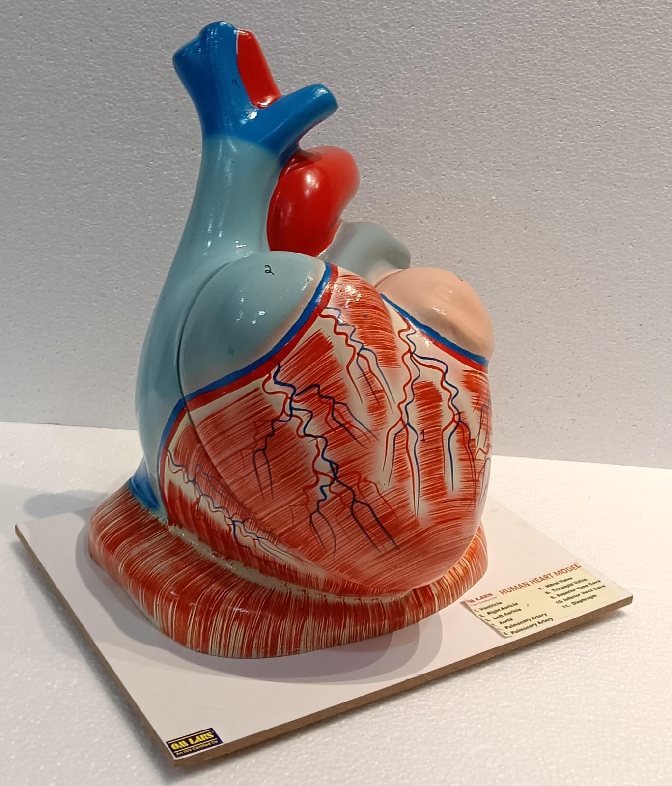 Human Heart Jumbo Model