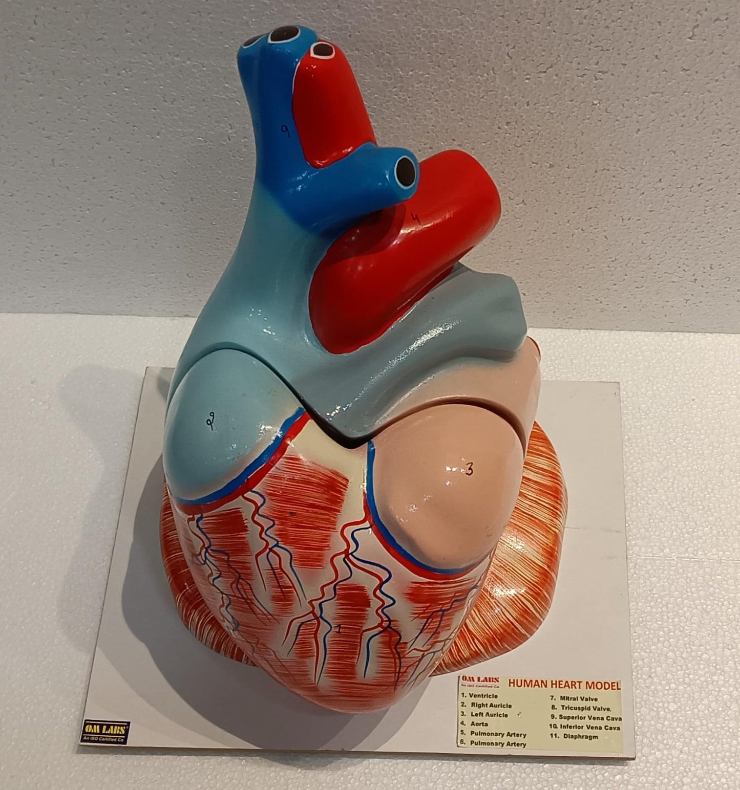 Human Heart Jumbo Model