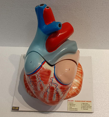 Human Heart Jumbo Model