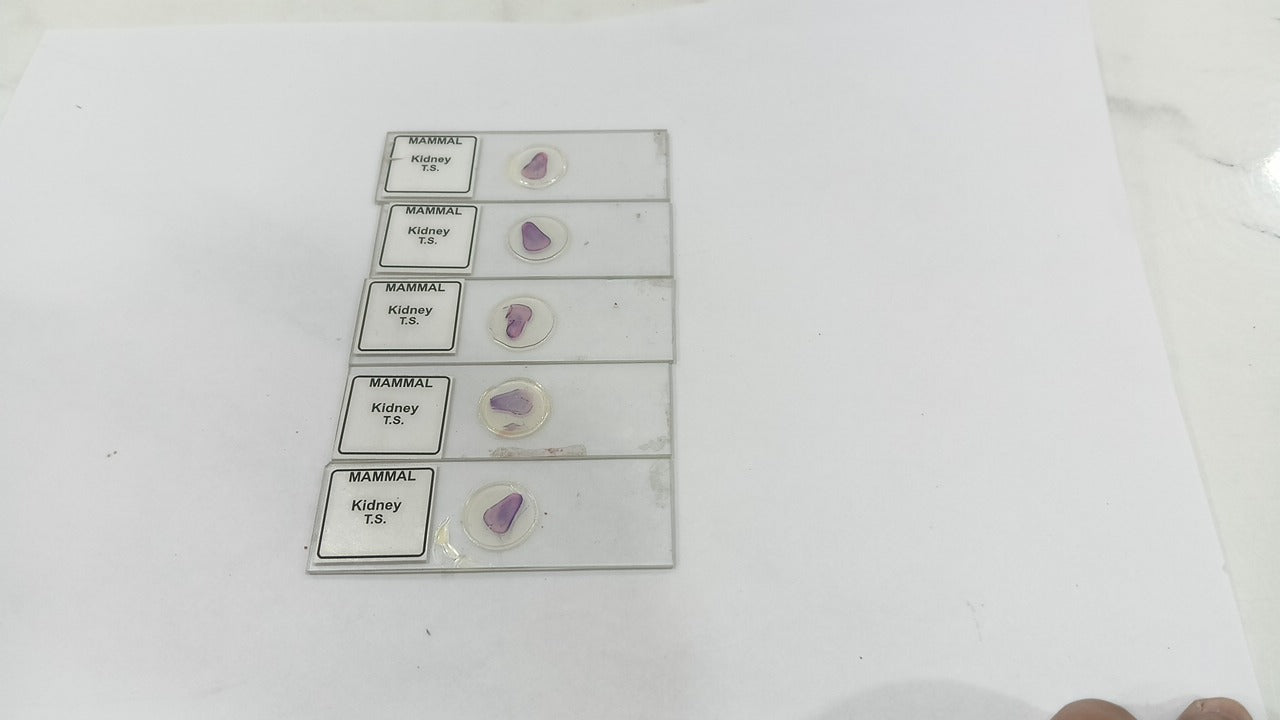 Mammal Kidney T.S (Set of 5 Pcs.) with Box