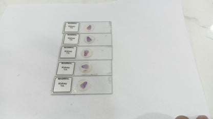 Mammal Kidney T.S (Set of 5 Pcs.) with Box