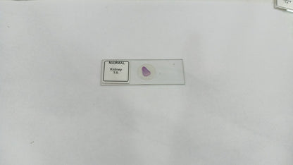 Mammal Kidney T.S (Set of 5 Pcs.) with Box