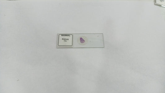 Mammal Kidney T.S