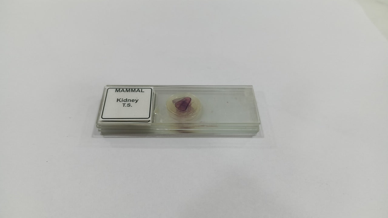Mammal Kidney T.S (Set of 5 Pcs.) with Box