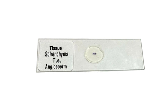Sclerenchyma Slide