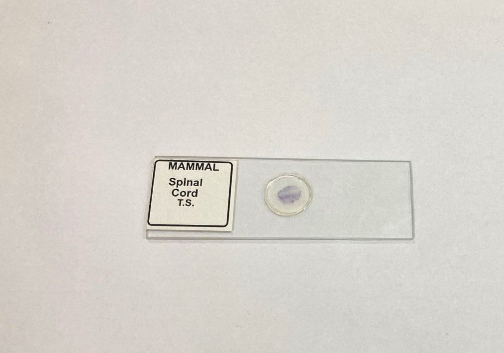 Mammal Spinal Cord T.S.