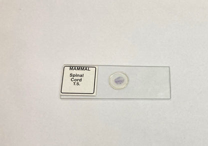 Mammal Spinal Cord T.S.