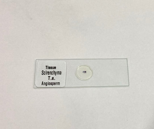 Sclerenchyma Slide