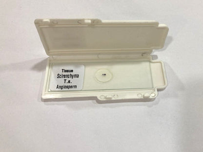 Sclerenchyma Slide