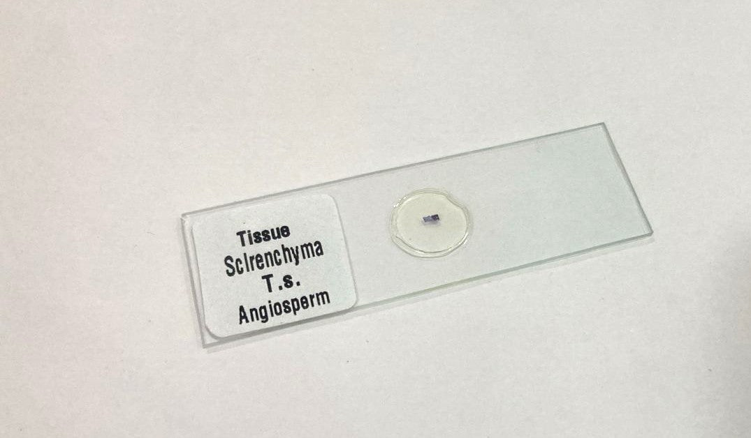Sclerenchyma Slide