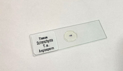 Sclerenchyma Slide