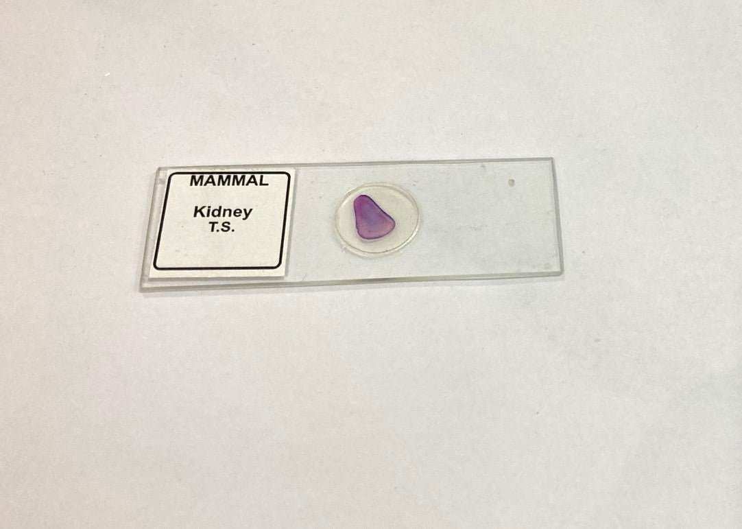 Mammal Kidney T.S