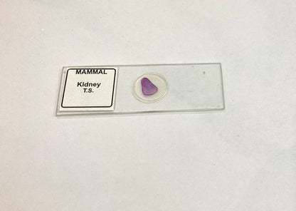 Mammal Kidney T.S