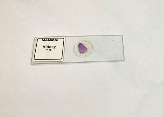 Mammal Kidney T.S