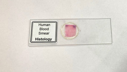 Human Blood Smear