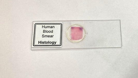 Human Blood Smear
