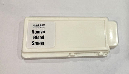 Human Blood Smear